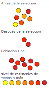 Resistencia de las bacterias al antibiótico 