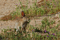 Conejo en el campo