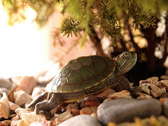 Tortuga bajo un bonsai