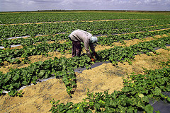 Hombre recolectando en un campo