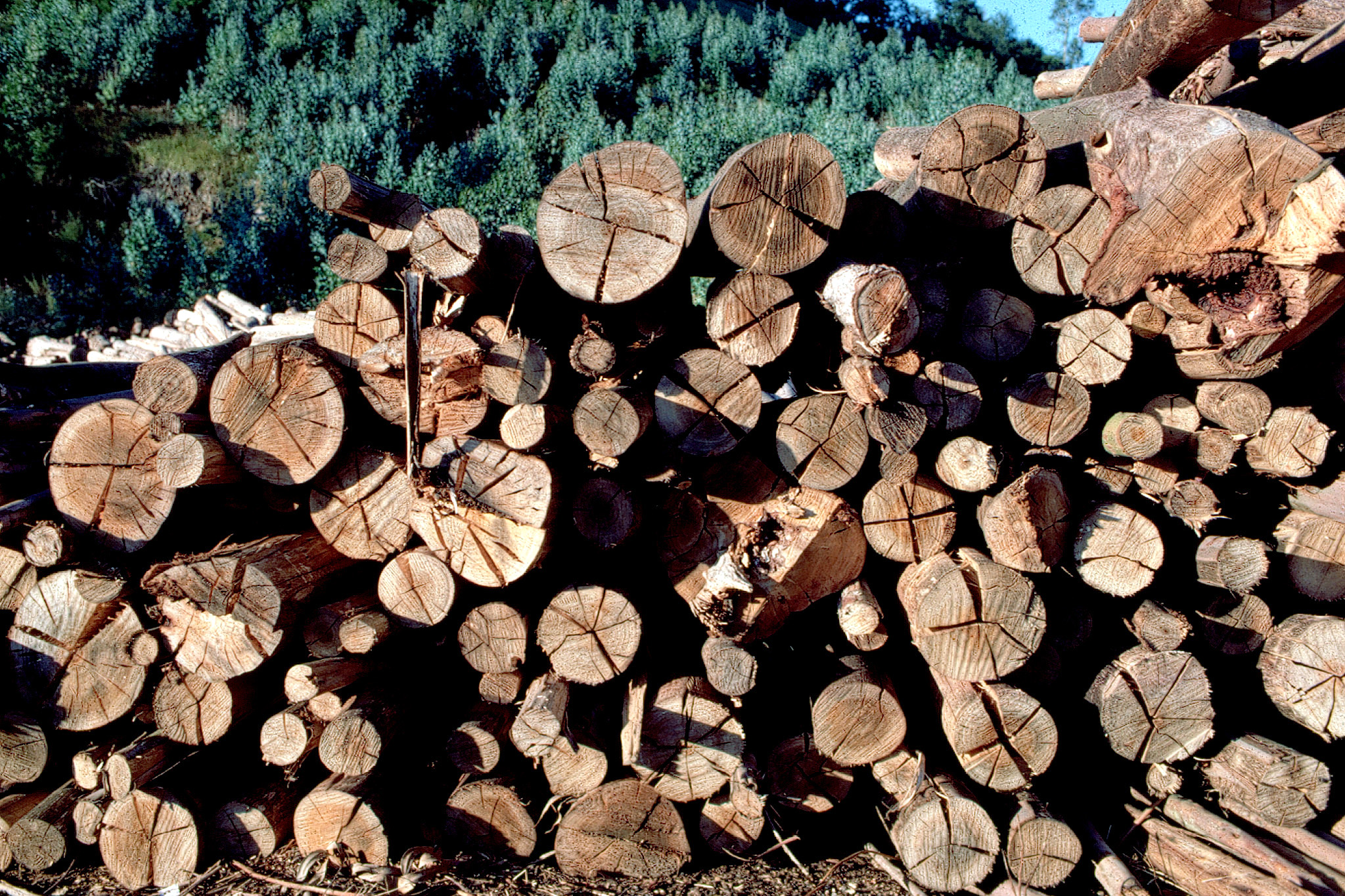 Madera talada preparada para ser tratada.