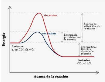 Catalisis enzimática