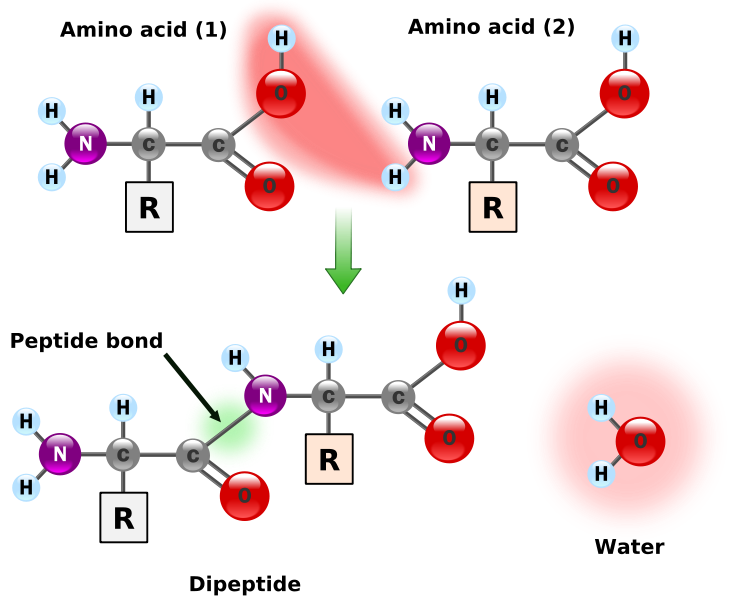 enlace peptidico