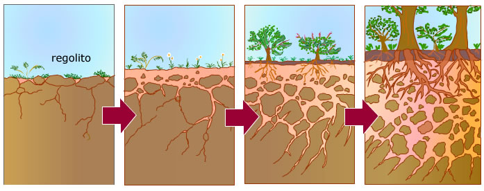 2. Formación del suelo