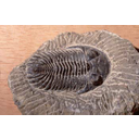 Muestra Imagen Trilobites