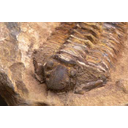 Muestra Imagen Trilobites