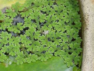 azolla