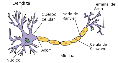 estructura de una neurona