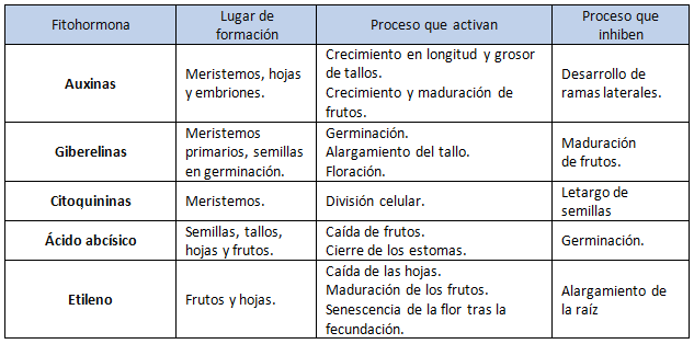 Acelerar cueva Edición 4. Hormonas vegetales