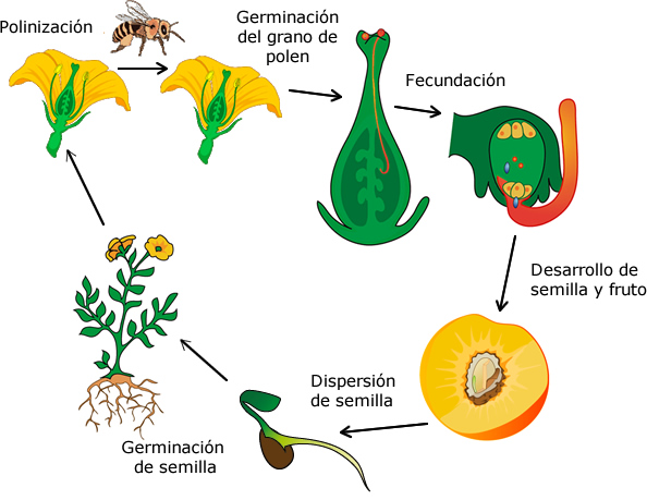 Ciclo reproductivo sexual de las angiospermas