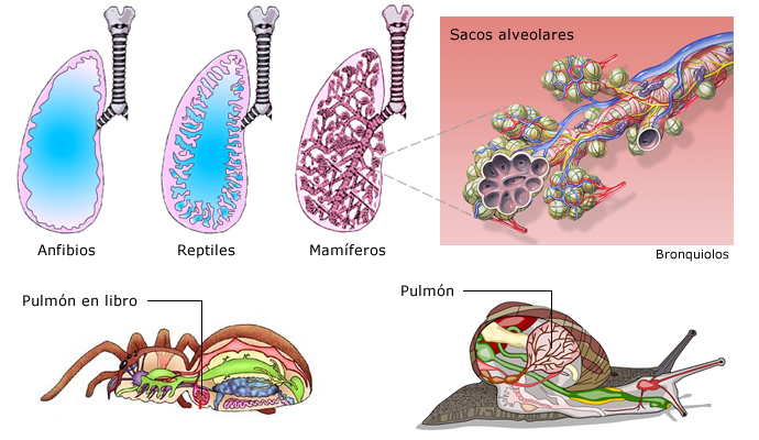 Resultado de imagen de pulmones en invertebrados
