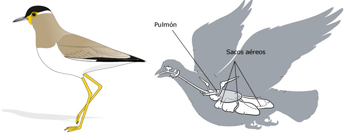 Resultado de imagen para respiraciÃ³n pulmonar en aves