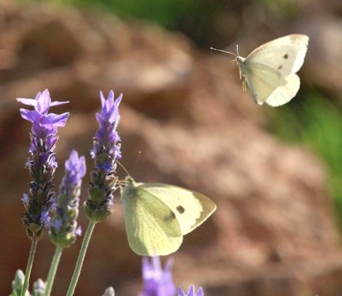 Dos mariposas